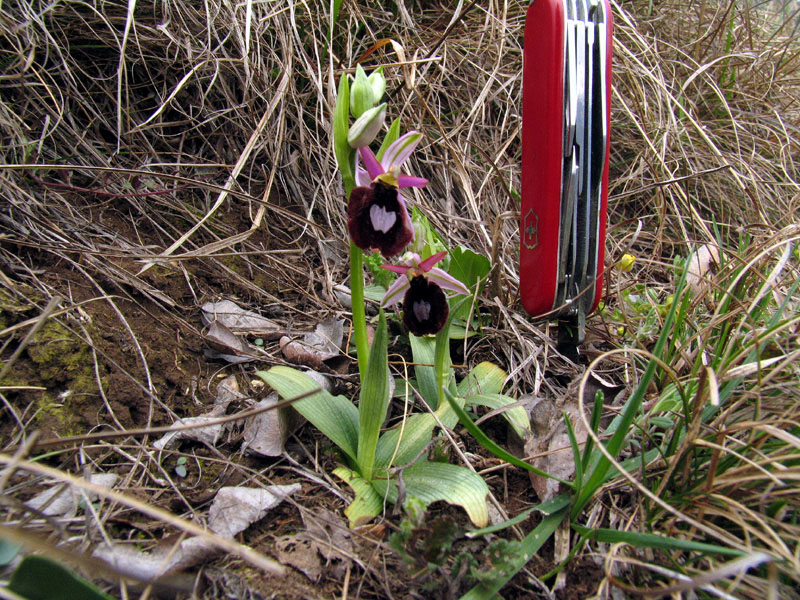 Ophrys bertolonii subsp. benacensis